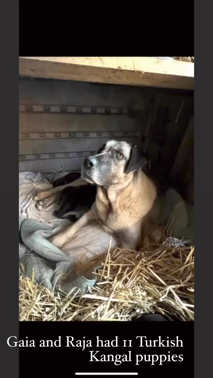 Gaia, our sweet Turkish Kangal, had a litter of 11 gorgeous puppies!!! There are 9 males and 2 females. If you are looking for a family pet and/or a working breed, please reach out!