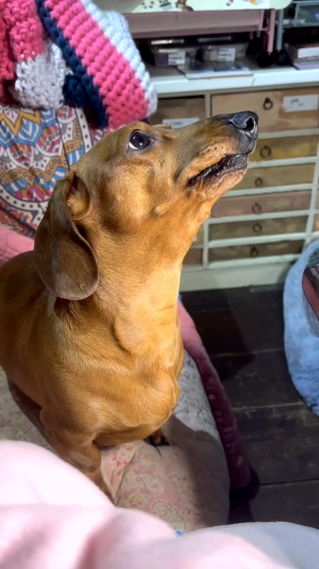 My little wolf, Bob💙💙💙