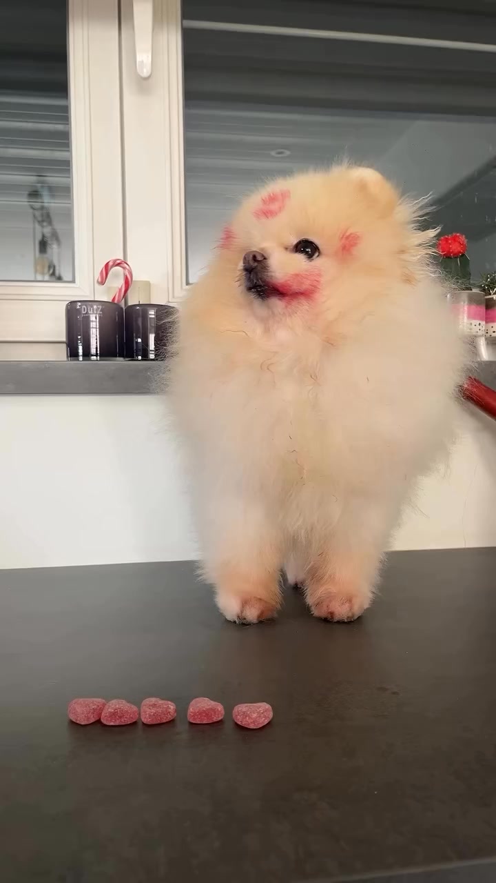 #pomeranian #pomeraniansofinstagram #pomeranianpuppy #pomeranianworld