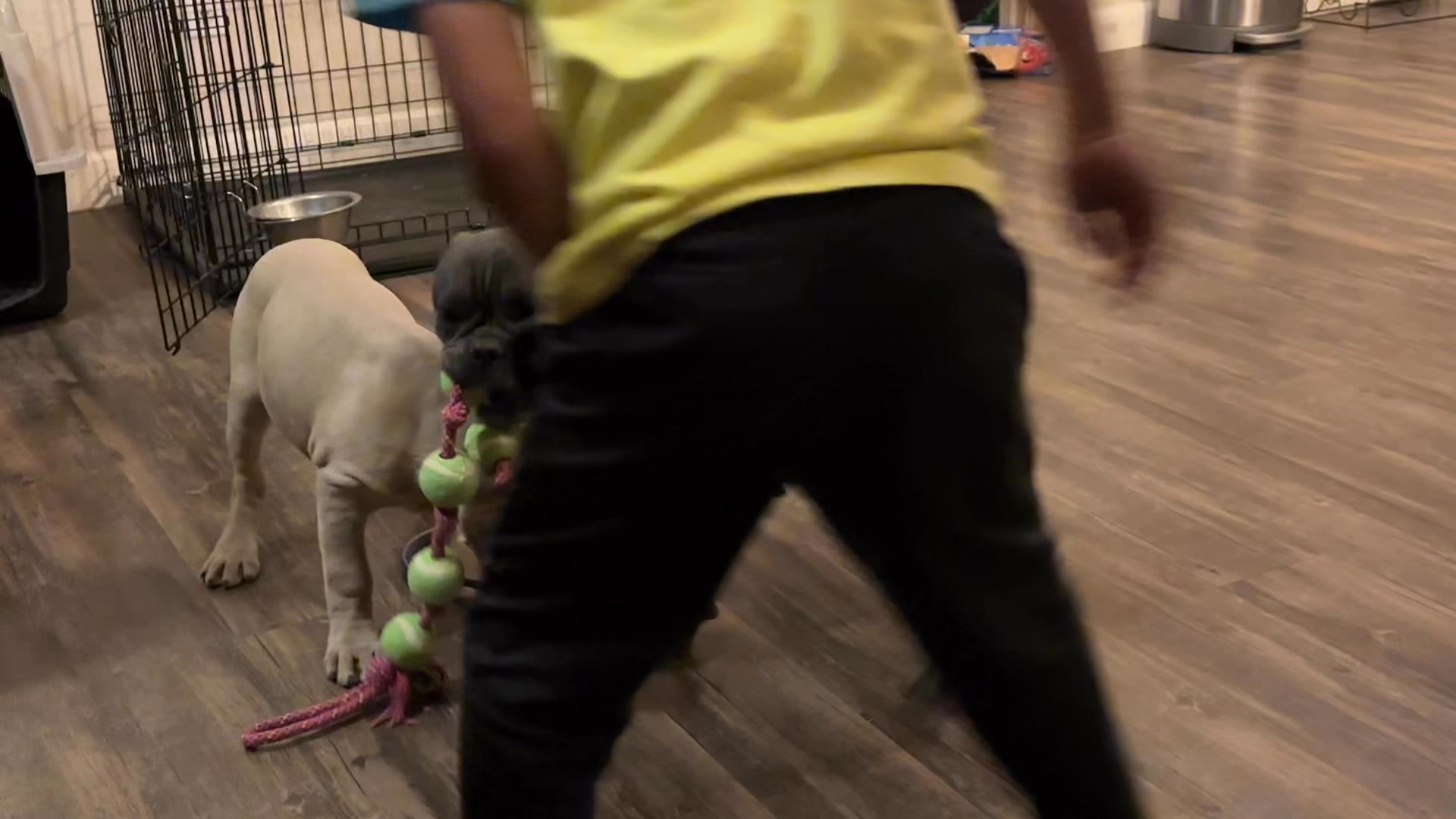 When your Corso puppy is as big as your adult Frenchie 😅😊🐶🐾🐶🐾❤️