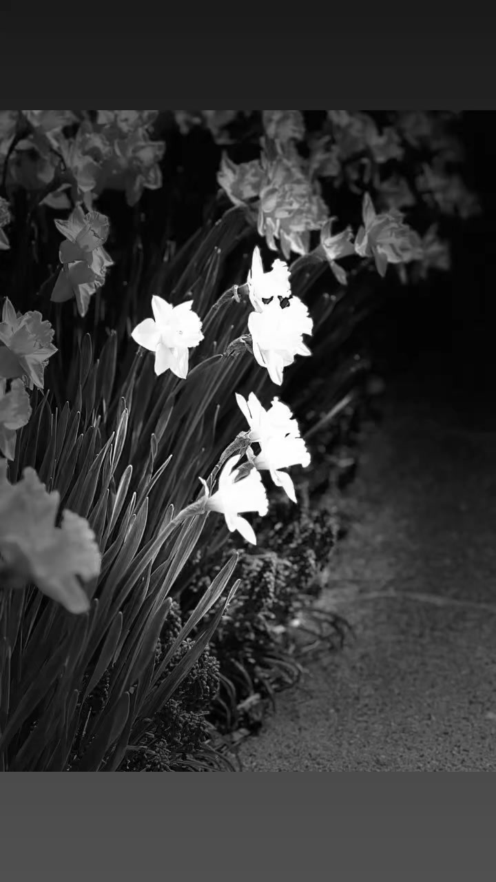 On my walk…Spring is here!