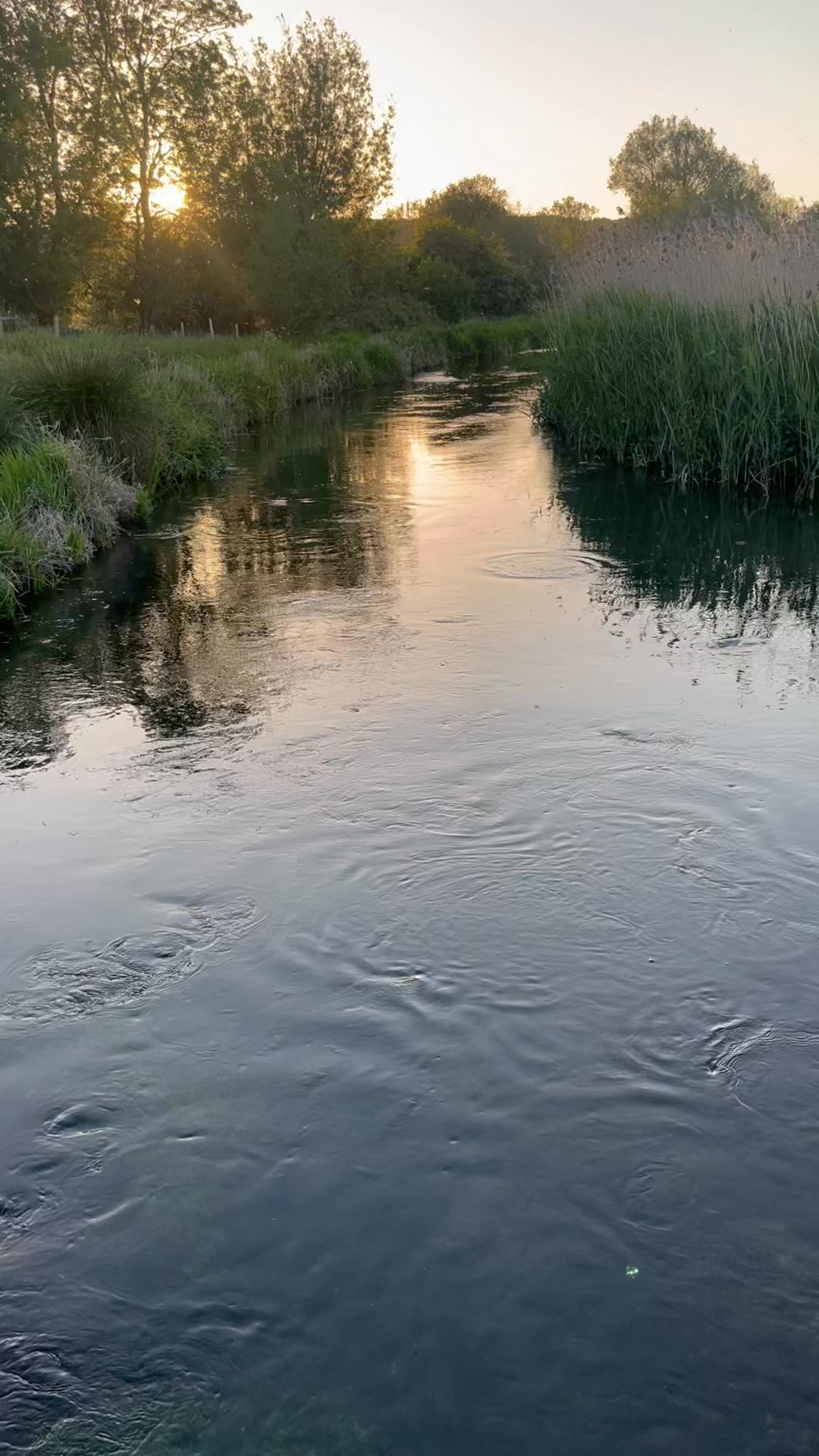 That special time of year when the mayfly provide an all you can eat buffet for the fish/birds/dragonflies/bats after an exciting day of birth, learning to fly, a bit of insect reproduction before becoming a meal.
#chalkstreams #itchen #flyfishing #hampshire
