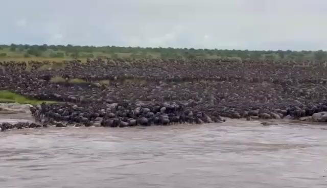 The Great Wildebeests Migration serengeti national park