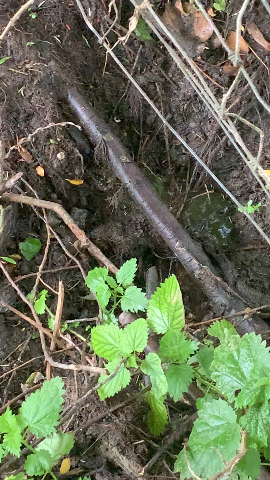 Random thing I learned this weekend:
When the wind is up the movement of trees in the valley floor pumps water in and out of the river/gravels/soil. I had never joined the dots before despite working in and around rivers for 30 years. I love finding out new stuff and there is always more to find out😎