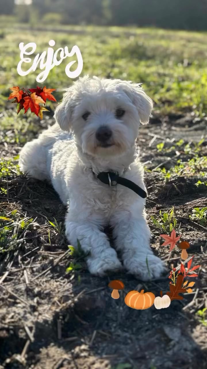 #herbst #verbundenheit #hundeliebe #maltesergirl