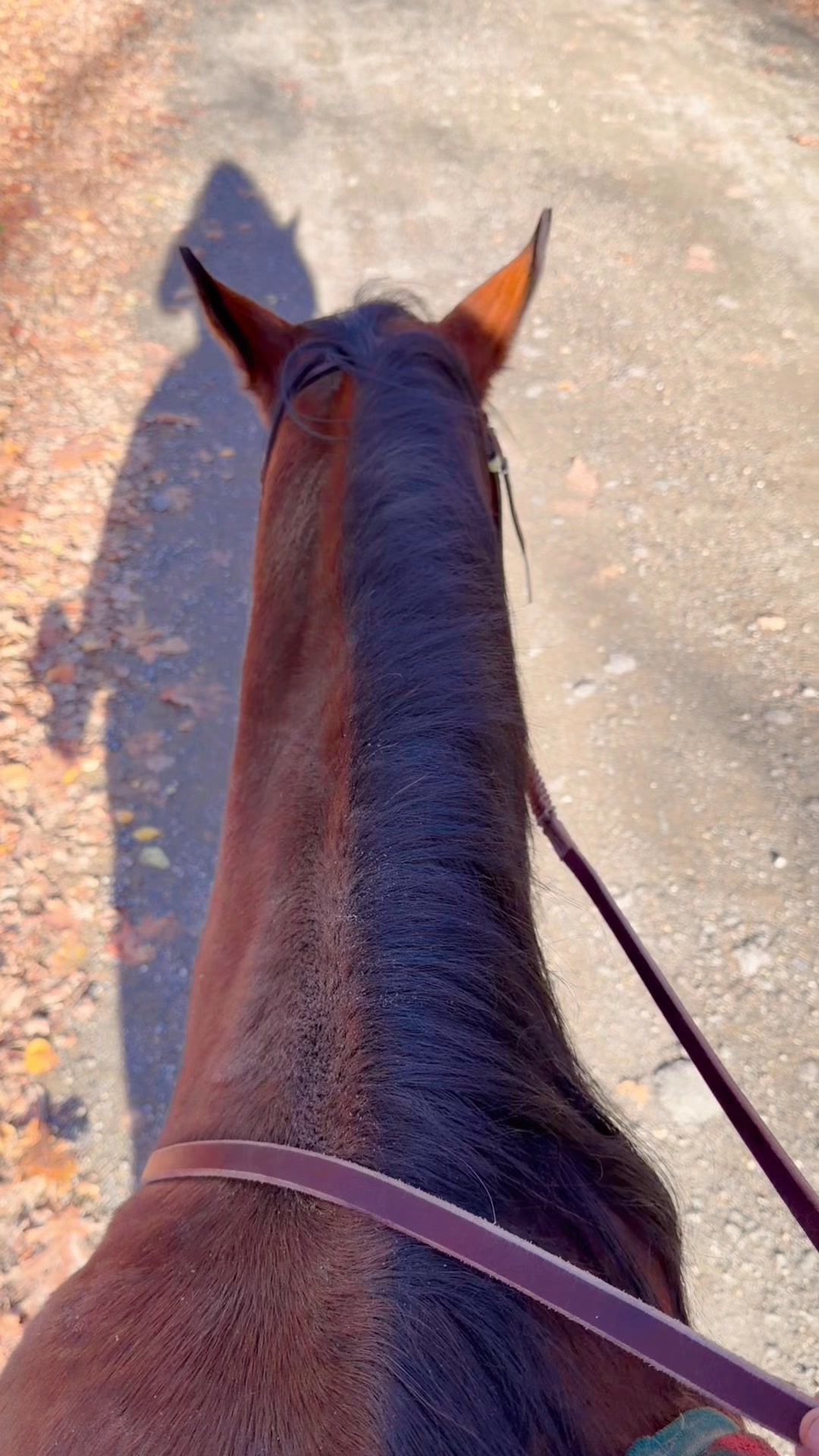 Little bucket of fun today as she was all about the boys 👀🥴🤪😂 Work in the indoor to get her to settle in and a quick jaunt up and down the road #mare #adventure #sundayfunday #aqha