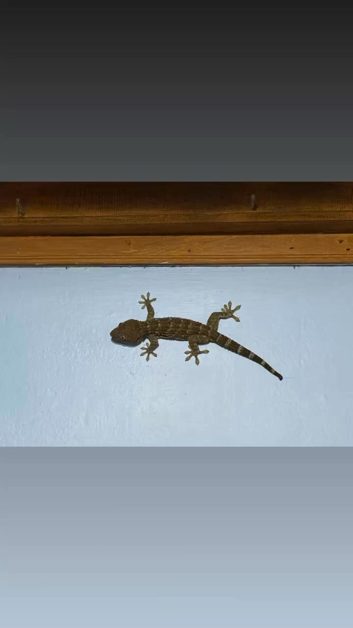 Notes from the road, Nov 15, the hardest day the biggest gains episode
-I went on—by far the hardest—hike I have been on to see the waterfalls at Sekumpul Falls
-it was the hardest not for physical exertion (although that was certainly a challenge!) but for the emotional/fear aspect
-I let myself be supported on the journey down to the falls
-on retrospect I could have leaned in to that lesson^^^on the final journey up and out
-I’m learning I don’t like being estimated (can’t say it was under estimated…just that my response to it was what led me to a path of semi destruction)
-this Body Odyssey is one of leaning in, pulling away, surrendering, rebelling, fighting, submitting, and then realizing all I ever needed was to be
-I stubbed my toe, activated my Achilles tendon pain, and fell in the end of the night. What’s the lesson? The same one I keeeeeeeep getting here. Sllllooooowwww down and CARE for your Self.
-we keep getting the same experiences/exercises/opportunities until we learn the lesson
-i am so grateful
-the Hindu faith is one of giving everything to God in prayer. Every. Thing. Ev-er-y. T. H. I. N. G.
-it is s evident that the majority of this island practices the Hindu faith. Not just identifies with or Is labeled as. PRACTICES.
-I am forever changed by these experiences
-the love continues. There were so many hearts on the path to the waterfall yesterday that I simply was not able to capture because I was present to every step I was taking. I was absorbing and observing, but not capturing with the phone. Suffice it to say the love is everywhere.