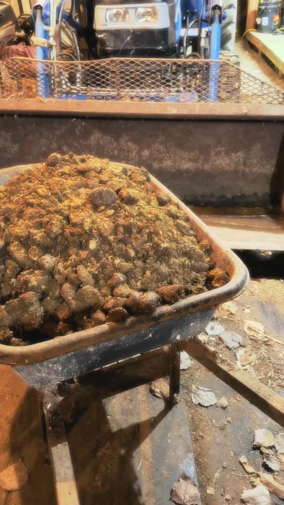 You are my favorite 🤎 #bestfriend #senior #dog #soulmate #favorite