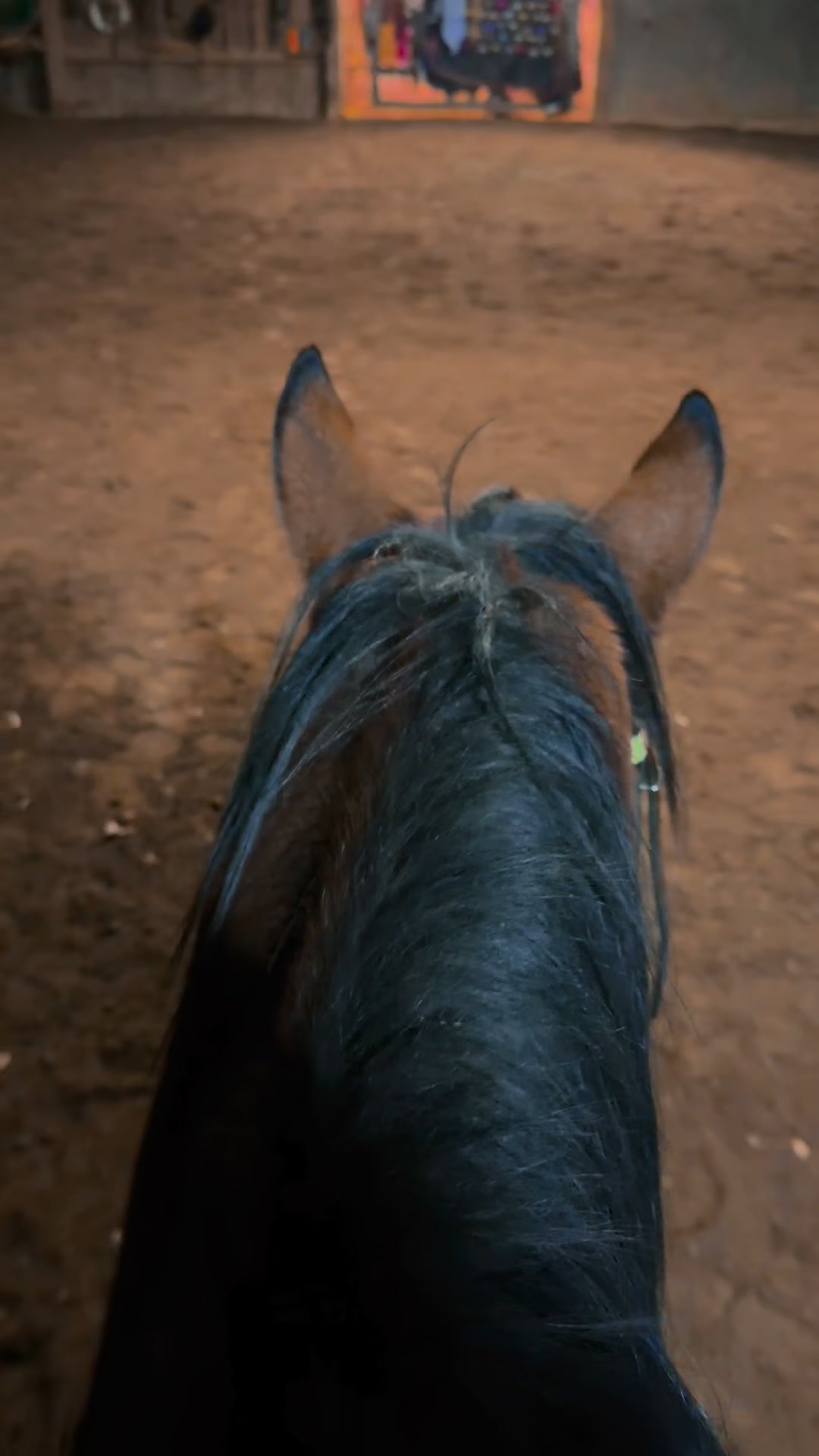 Super cute creeper alert in the arena! 🤣 PS I don’t love the additional zoom feature on the new iPhone. I feel like every time I use it, I’m not recording what I want or it is really shaky because I am focused elsewhere 🤣 #dogs #bestfriends #soulmate #horses #iphone #creeper