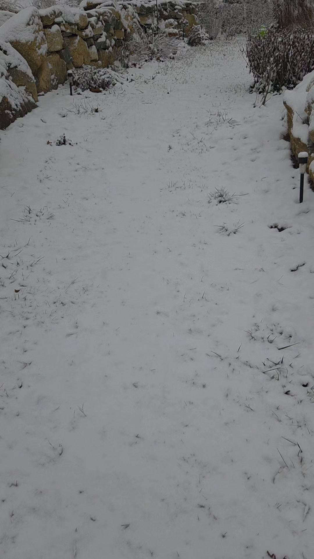 The first snow fall on the farm for 2025. Walking through our ornamental garden in the snow isn't as colorful as June or July, but it still holds a sense of beauty. The plants are dormant, the walkways are all covered with snow, and birds have already picked our winter berries and calicarpas clean!
It may be cold and snowy, but to farmers its just another day. Another day to do chores, (routine and weather related ones of course), another day to admire the land, and another day to plan. Prepping some last minute grow plots for hibernation, flipping compost, getting weekly delivery orders in. As winter sets in, we begin thinking about spring and all the great times that lay ahead.
Simply Growing Food