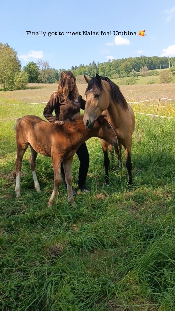 2 month old Urubina - happy, healthy, beautiful, tall and cheeky. So happy to be able to spend time with Nala and her foal, she was going to be my first foal but Nala found her perfect forever home before that and now her foal gets to grow up in the black forest 💚.