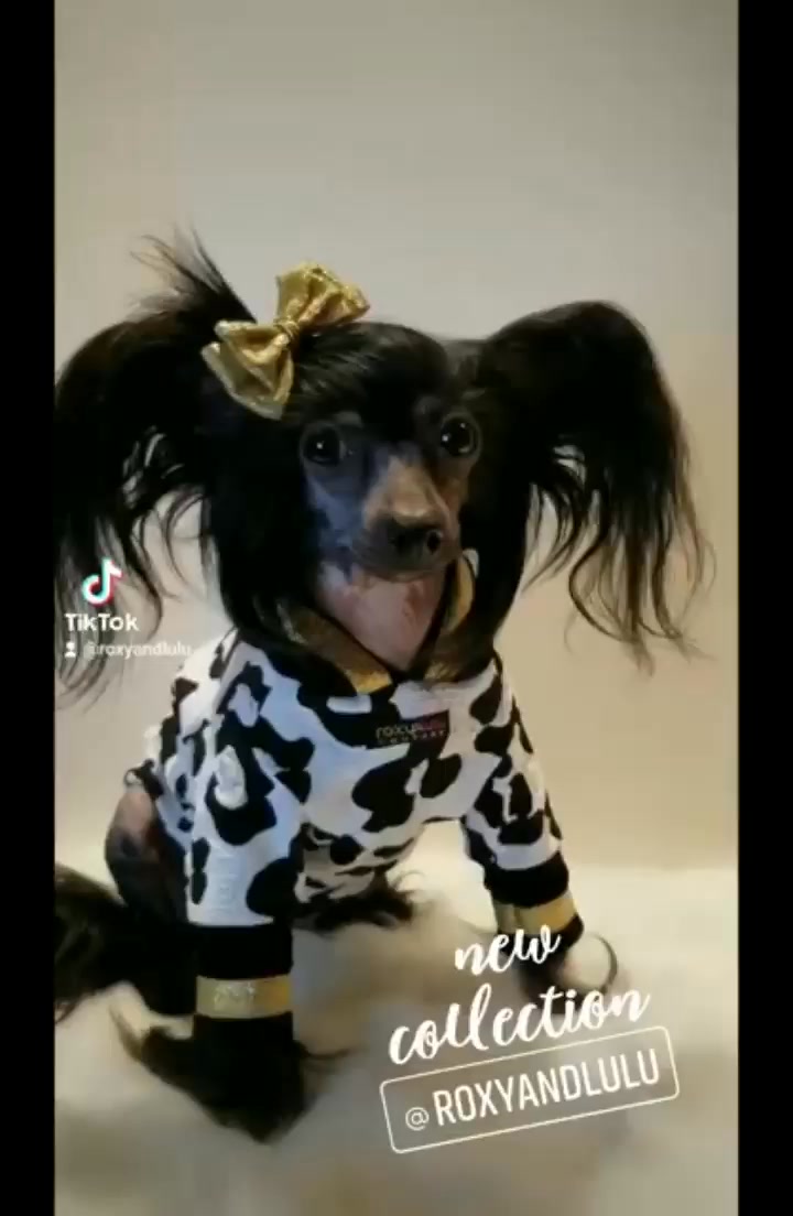 #roxyandlulu #doglife #dogfashion
roxyandlulu.com