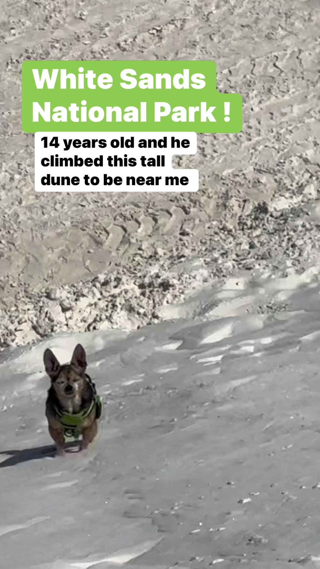 My Douters is 14 years old and I see him slowing down in his older years. This day he was so determined to come up the dunes with me!! #chihuahualove #vanlife #travelvlog