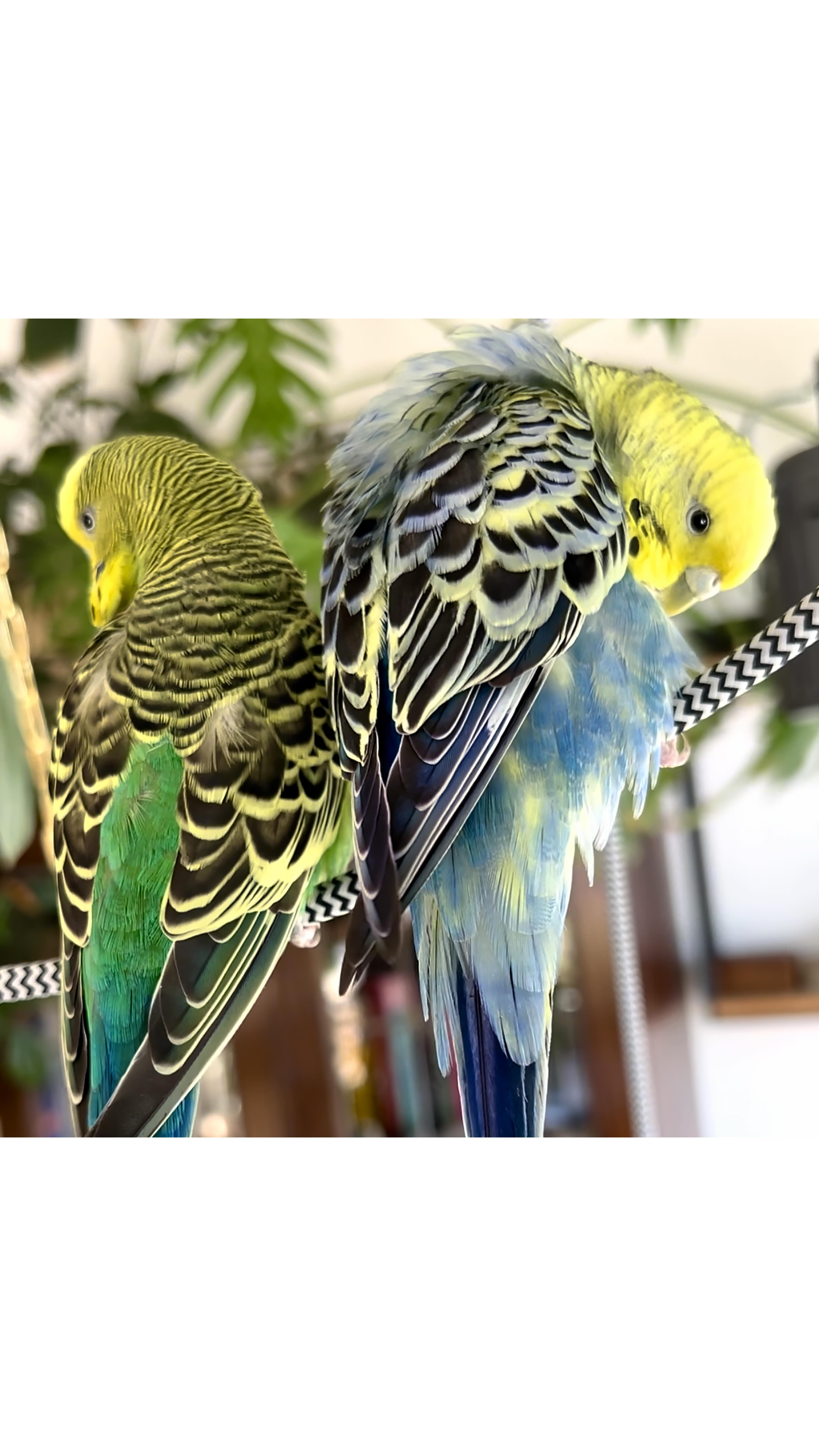 Moi Mili, poznajcie Fasolkę! 🦜
Fasolka zawitała w moim warsztacie w okolicach Dnia Kobiet, dość stosownie! 🤭
Długo trwała debata nad drugim warzywno-kwiatowym imieniem. Ale w sumie na Fasolkę zanosiło się od początku i niech już tak będzie! 👏
Pochodzi z hodowli i miała być znacznie bardziej oswojona, niż jest. Ale pracujemy nad tym 💪
Z Groszkiem natomiast oswoiła się błyskawicznie i obecnie trwa już wielkie Love Story. A Groszek przy swojej Fasolce kwitnie jeszcze bardziej! 🩵💚
Sprzątania w warsztacie mam troszkę więcej. Ale ile radości z tych papuzich harców! 😍
:::
Miłego, słonecznego dnia Wam życzę! 🌞🌴🌺🦜🦜🥭🍹✨
:::
.
.
.
.
.
#bartoszciba #mójwarsztat #papużkafalista #tropicalvibes #miejskadżungla #workshopporn #myworkshop #urbanjungle #jewelrydesigner #groszekifasolka #papużkifaliste #tropicalmood #junglefever #ilovemyjob #workshopporn #bartoszcibajewelry #budgerigar #workspacegoals #workshopgoals #sunmagic #mojadżungla #tutworzę #islandofwonder #myprecious #budgie #parakeet #crazyplantguy #greenworkspace #wildwildworkshop