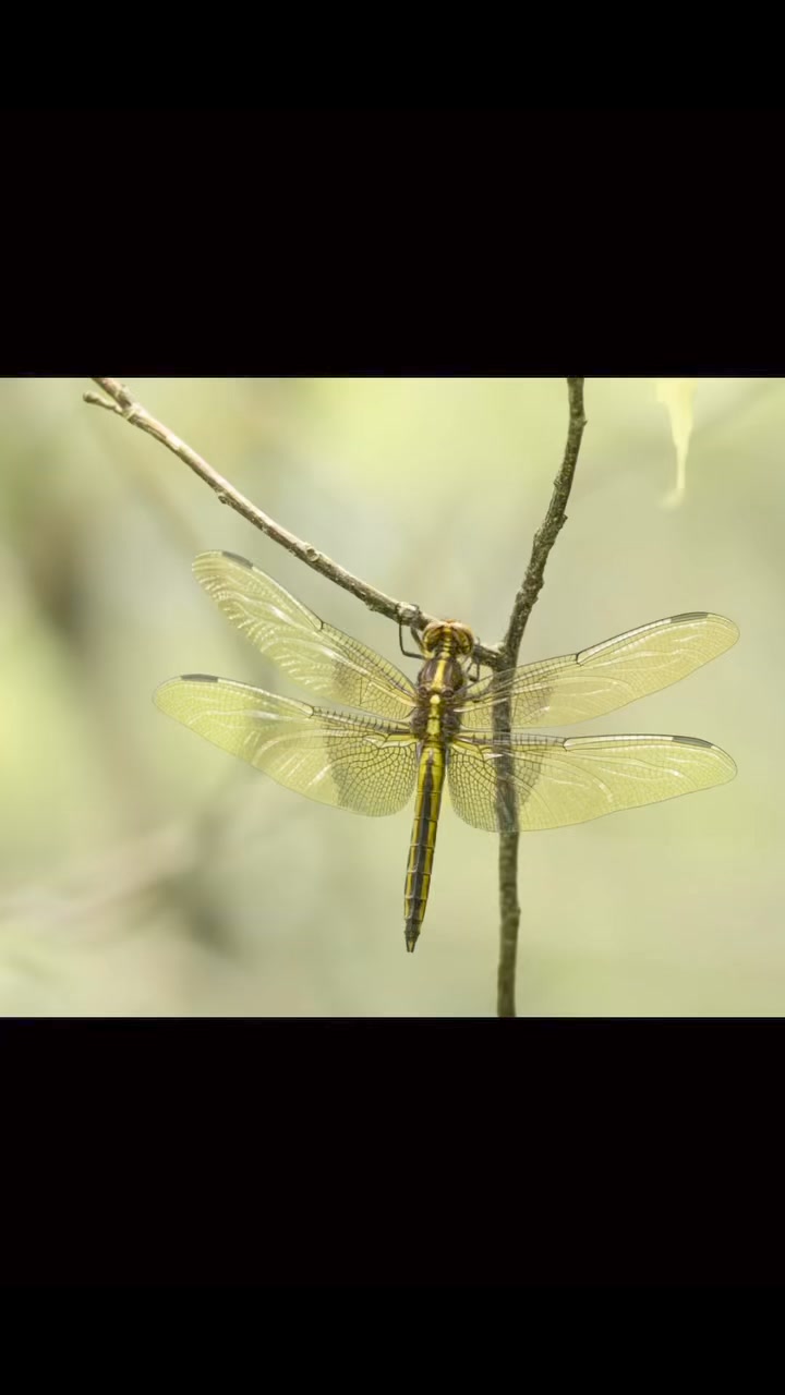 My “Great Blue Heron” Heaven.