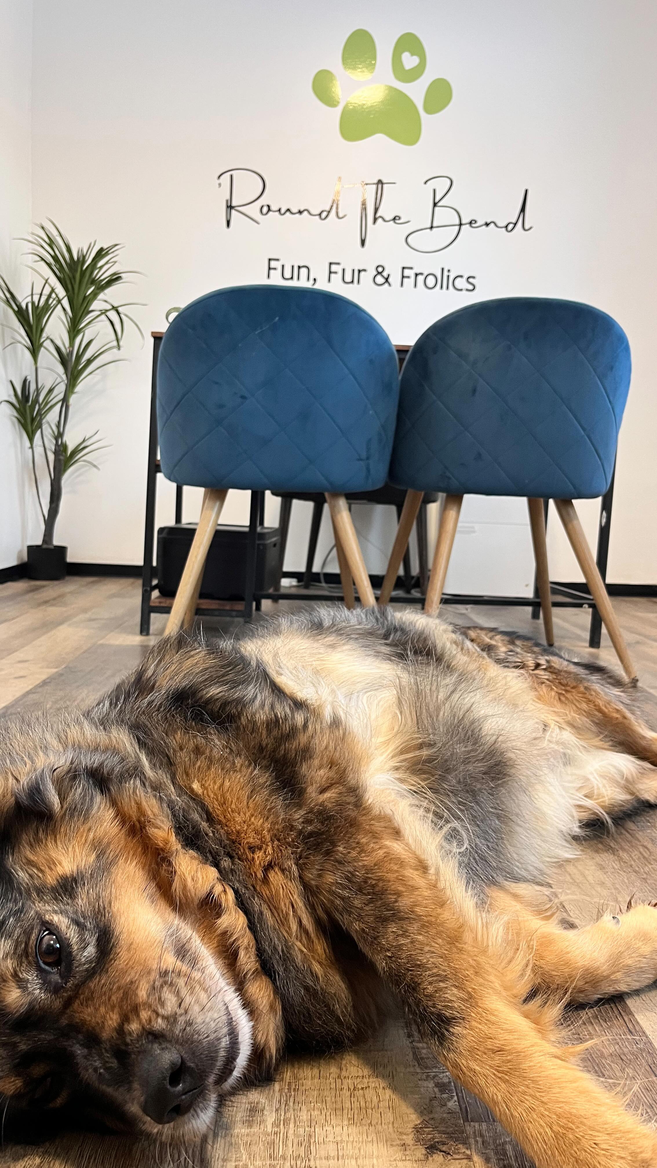 Indy stealing all the belly scratches ‘round here 💕