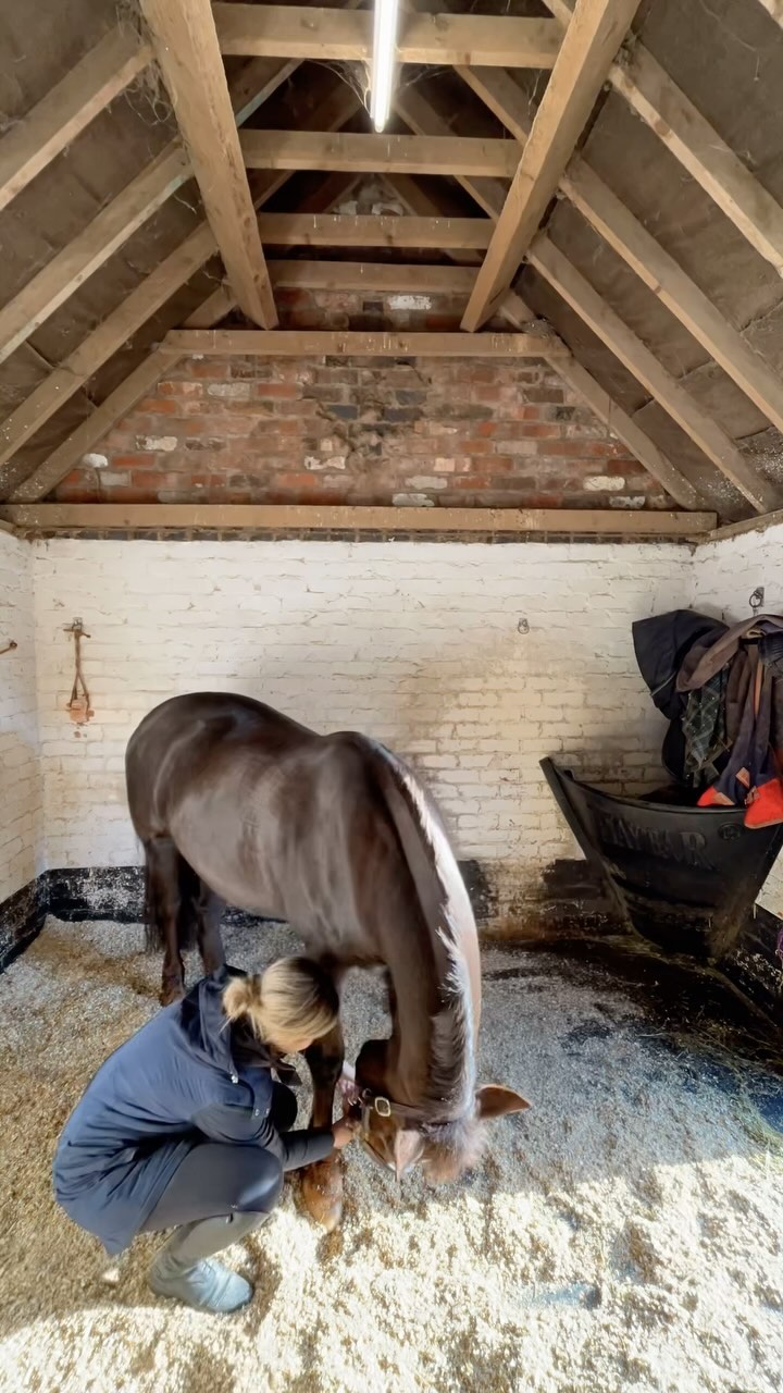 Post-exercise stretches are a fantastic way to keep muscles supple and flexible, increase range of motion, prevent injury, improve posture and generally just feel good! 🙆🏼♀️
I prescribe stretches to lots of my clients as part of their exercise plan as they are quick and easy to do and have lots of really noticeable benefits - win win!
⚠️ Note: specific exercises should only be performed on the recommendation of a professional.
If you think your horse may benefit from physio and/or exercises get in touch for an assessment:
🌐 www.npvetphysio.co.uk
📧 nickie@npvetphysio.co.uk
📞 07772292461
#vetphysio #npvetphysio #veterinaryphysiotherapy #equinephysio #horsephysio #horsesofinstagram #sporthorse #equinerehab