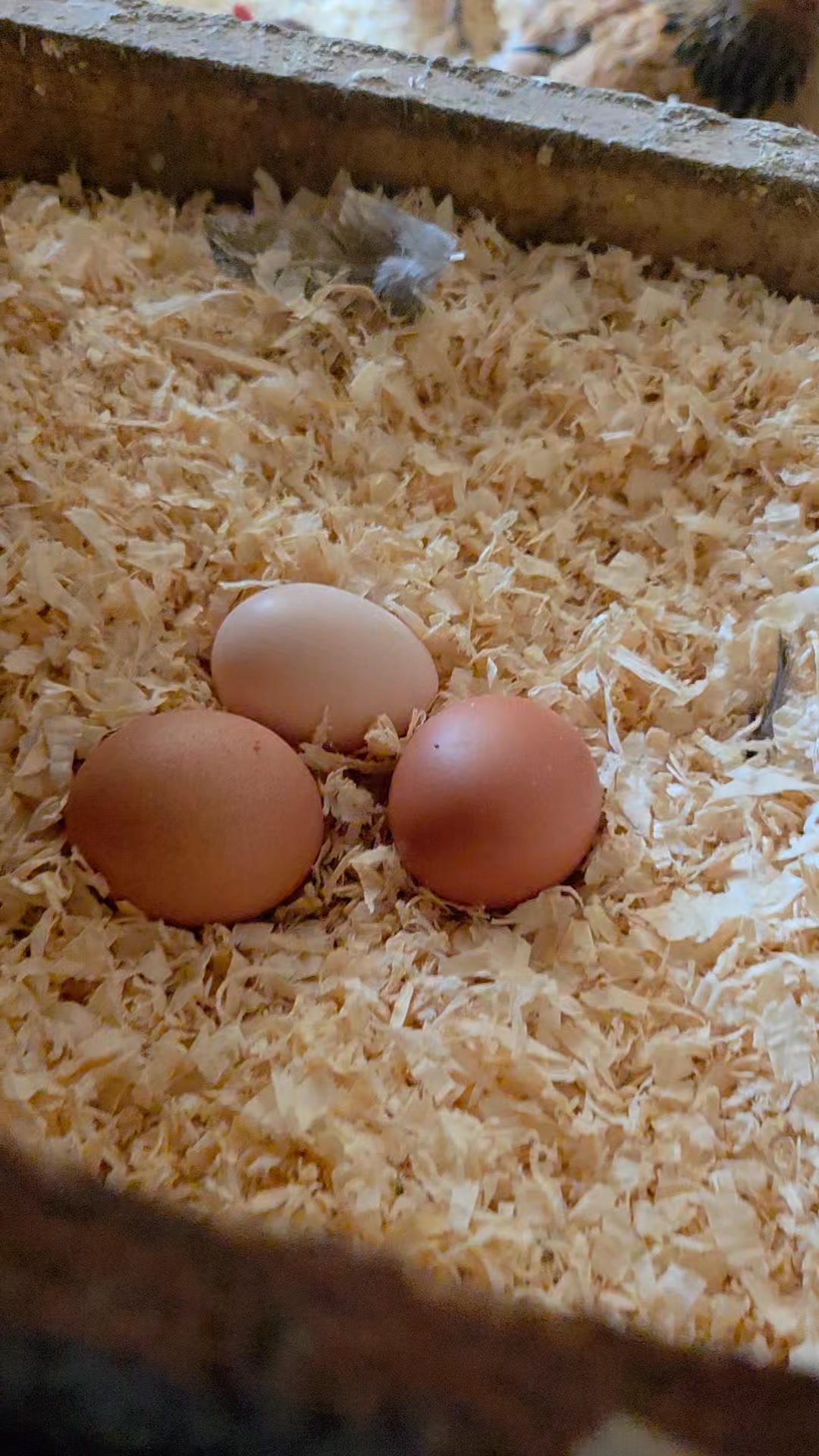 Picking eggs never gets old. The wood stove is keeping the hens nice and warm on these cold January days. 5 dozen picked this morning and likely another dozen or two this afternoon. We are always thankful for the hens for they provide the perfect food, eggs.
Simply Growing Food!