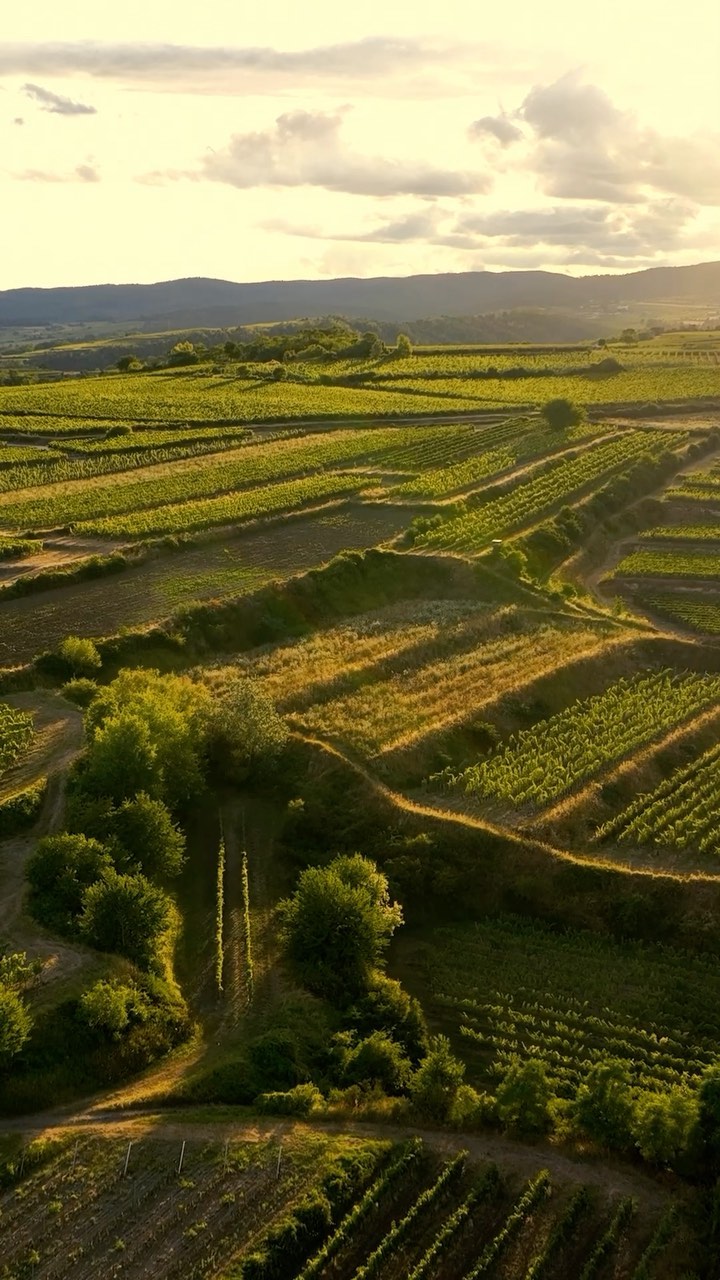 Sunsets & vineyards ☀️🌿💫
#sunset #dogdays #droneflight #huglsprudel #femalewinemaker #organicwine #sparkling #methodetraditionnelle #sekt #petnat #christinahugl #jungewildewinzer