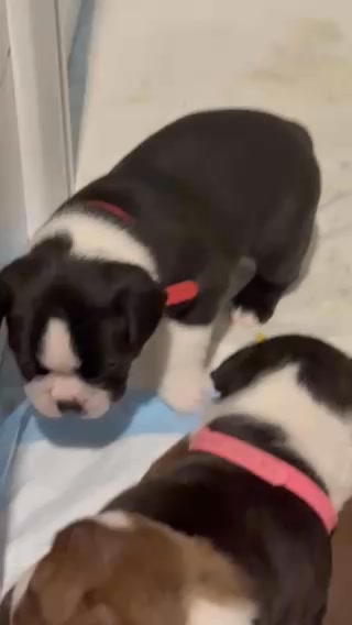 Cricket is the one with the red collar ❤️❤️ He is a very laid back and chill dude 🥹🥹