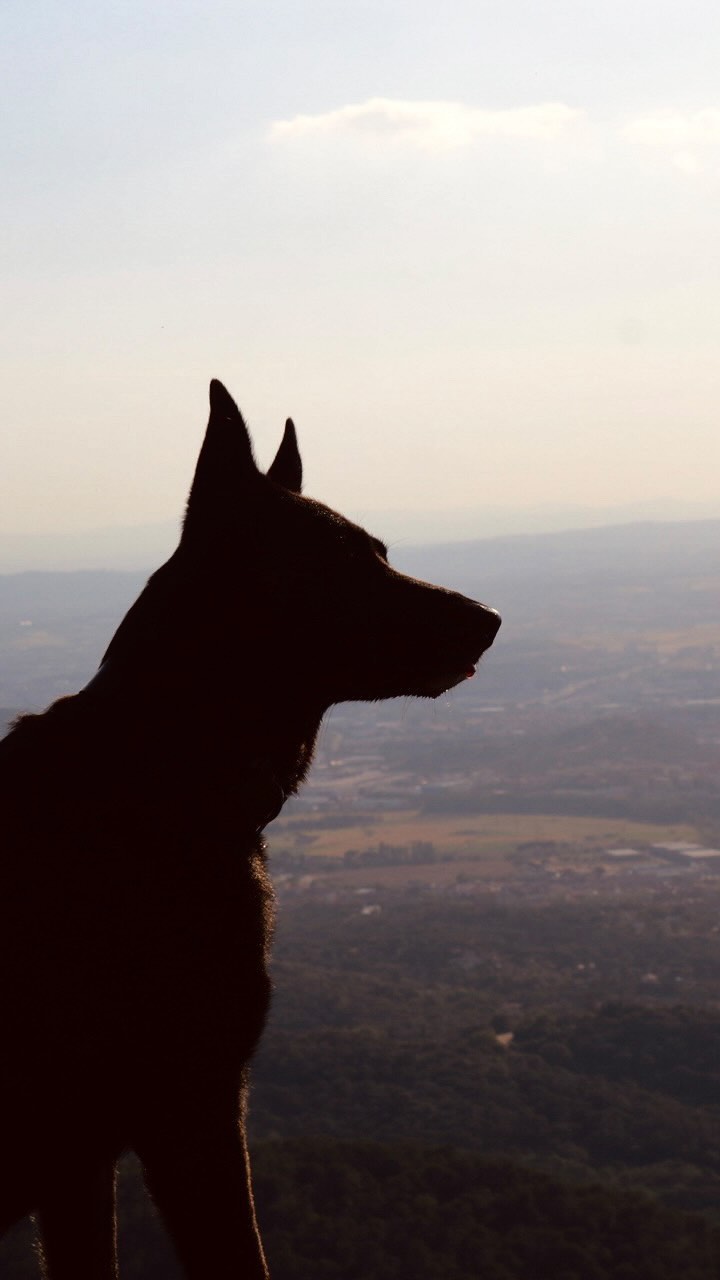 ¡Feliz día mundial del PERRO!❤️🐶
💭Y recuerda, para entenderte con tu perro, es importante disfrutar juntos.
~
#dogtraining #adiestramientocanino #diamundialdelperro #educacioncanina