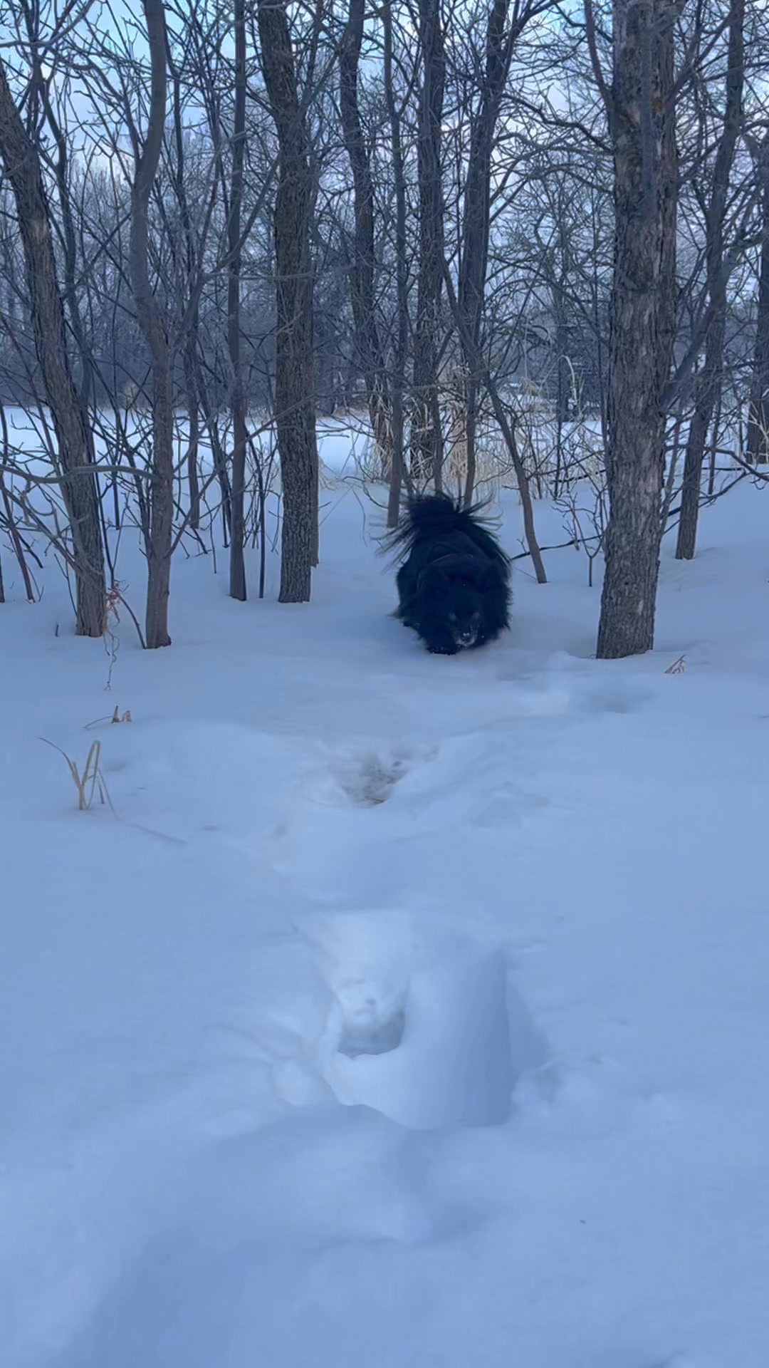 Good morning😊
Now that it’s getting warmer, our walks in the morning are earlier and longer. 🐾🙌
Hogan’s routine starts with a power walk around the property, checking out the boundary of his territory.
Then he will slow down and he starts to explore and follow his nose! On days like this, the slowly melting snow provides a wide variety of opportunities for him to sniff, track those wonderful smells, and maneuver the snowy obstacle course.
Letting him safely do what he needs to genetically do.
He may not be very big, but he definitely has powerful genetics. When we let him fulfill those needs, we are fostering his natural behaviour diversity. And we get a much happier Hogan! 🐾❤️🐾
#understandingchangeseverything #fitzyourdog #dogsbeingdogs