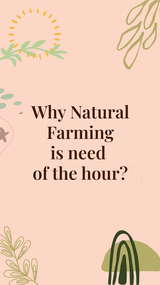 Food is like medicine. But when it no longer has enough nutrition, how can we be healthy. And that's what prompted Dr. @prernaterway to work on soil along with our Tribal Women farmers and heal the soil, which is essential for making our food Nutrient-dense.
@tuvainature passionately advocates for natural farming as the need of the hour. By embracing sustainable practices, we not only nurture the soil but also cultivate a healthier, more harmonious world for generations to come. From farm to table, our commitment to natural farming ensures every bite is a celebration of goodness.
Shop our premium natural products at www.tuvainature.com
-
-
#tuvainature #organicproduct #JharkhandPride #OrganicGoodness #farmerslife #indianfarmers #sustainbleagriculture #traditionalfarmingpractices #organicfarmers
#Earth #Conscious #Nutrition