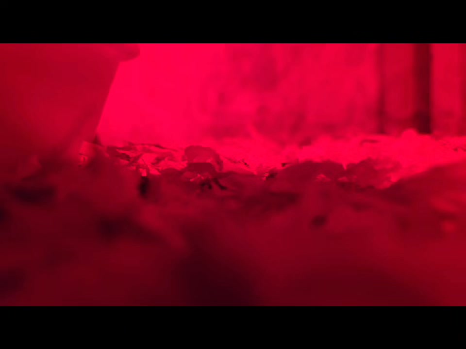 Happy Wednesday folks! Take a 2 minute break and watch some slow motion baby chicks run, jump, and play around in the brood. Just enjoy the moment like these little guys are! A bit of relaxation for the middle of your hectic week.
In just a few short months, these baby hens will be producing high quality food for homes all over the quiet corner. We will also be keeping a few for our flock here on the farm of course.
Simply Growing Food!