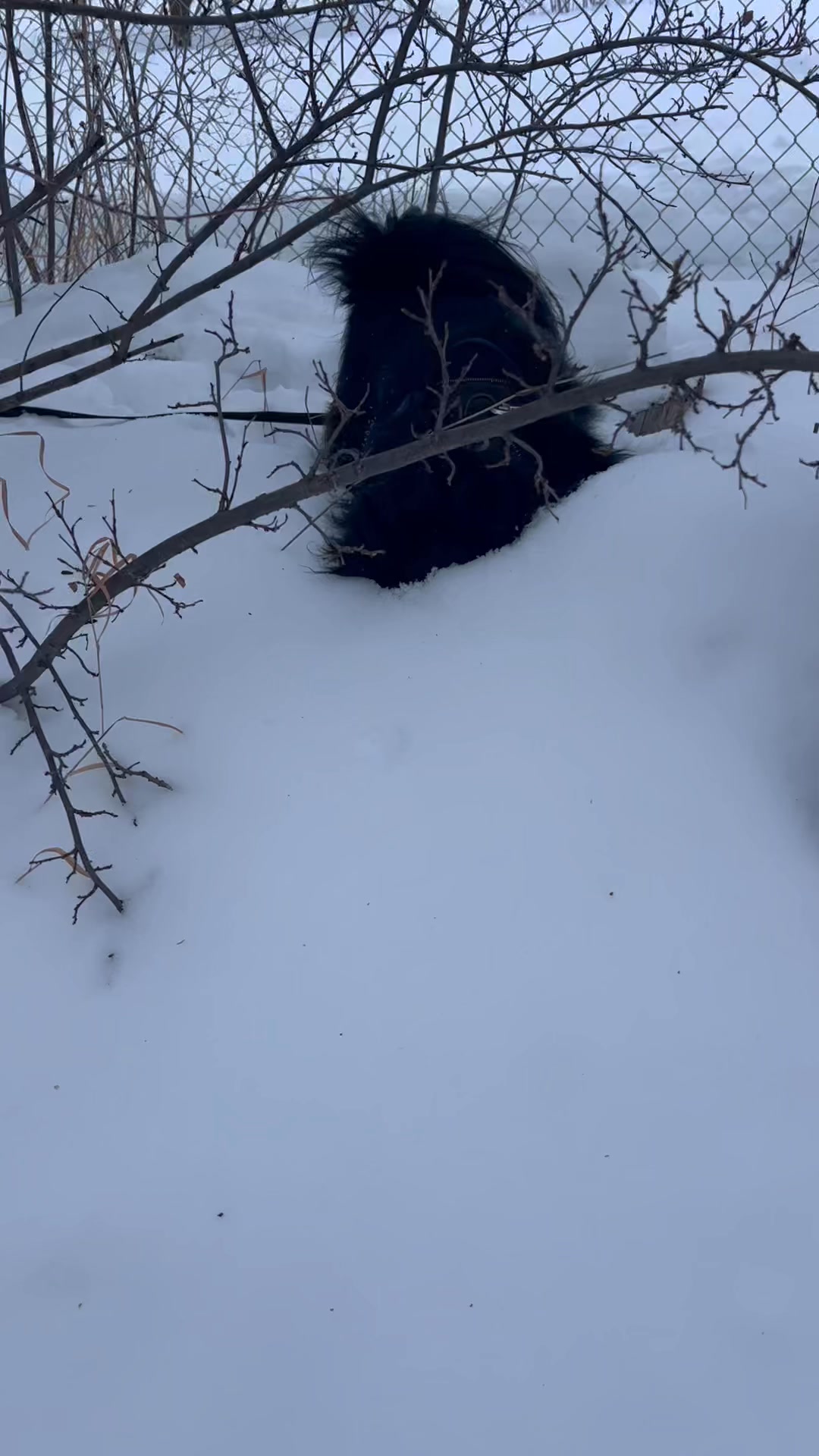 Hogan was onto some really exciting. Smells today! The cold sure doesn’t seem to be bothering him much.😂❤️🐾