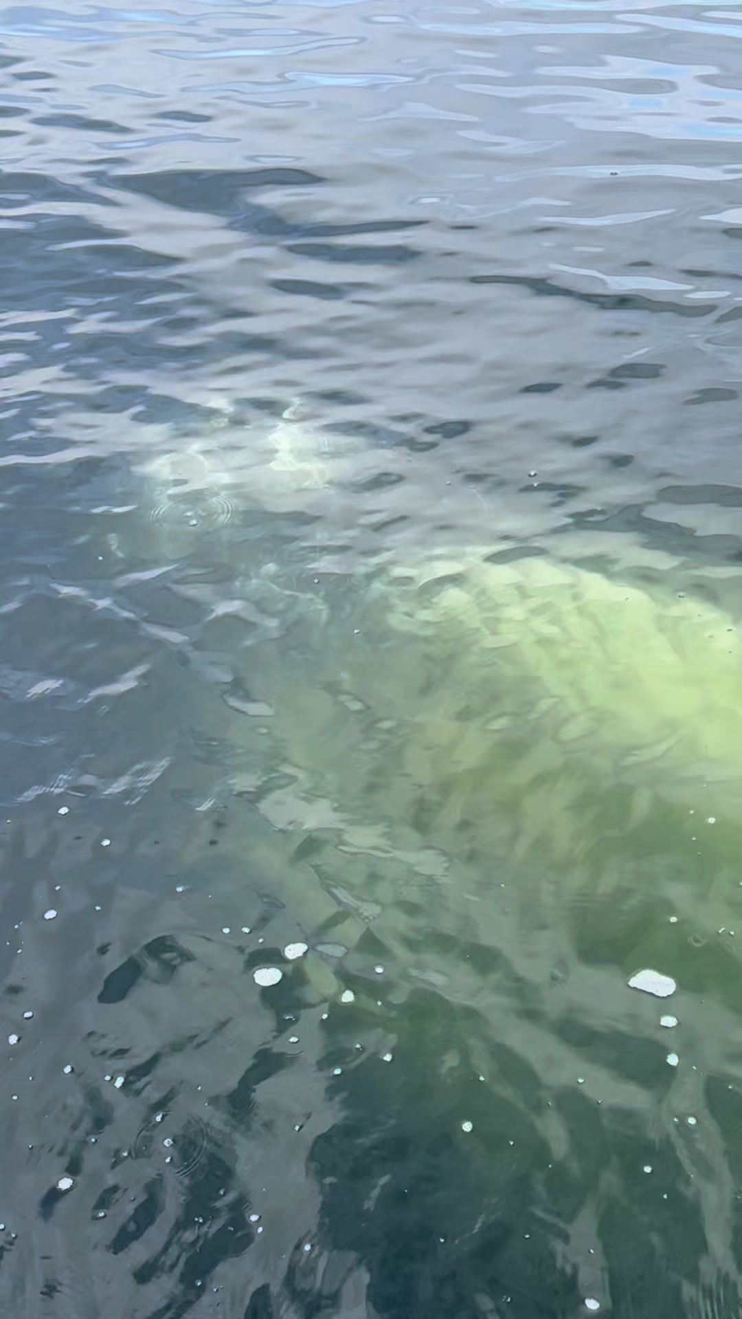 Baleine à bosse ce matin qui est restée une vingtaine de minutes très proche du bateau. Moment extraordinaire. Afrique du Sud
