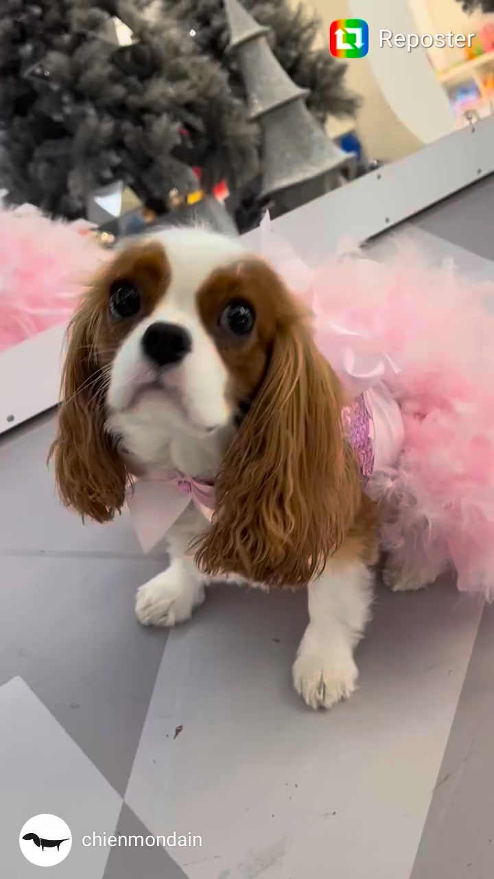 #lookoftheday
#glamdogs
#dogfashion #roxyandlulu