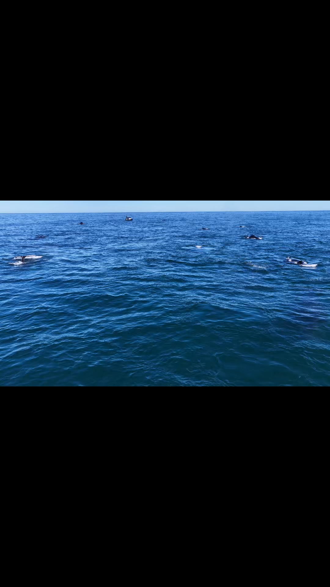 En Afrique du Sud actuellement pour préparer une expédition incroyable au milieu des super groupes de baleines à bosse. Je vous donnerai bientôt les dates.