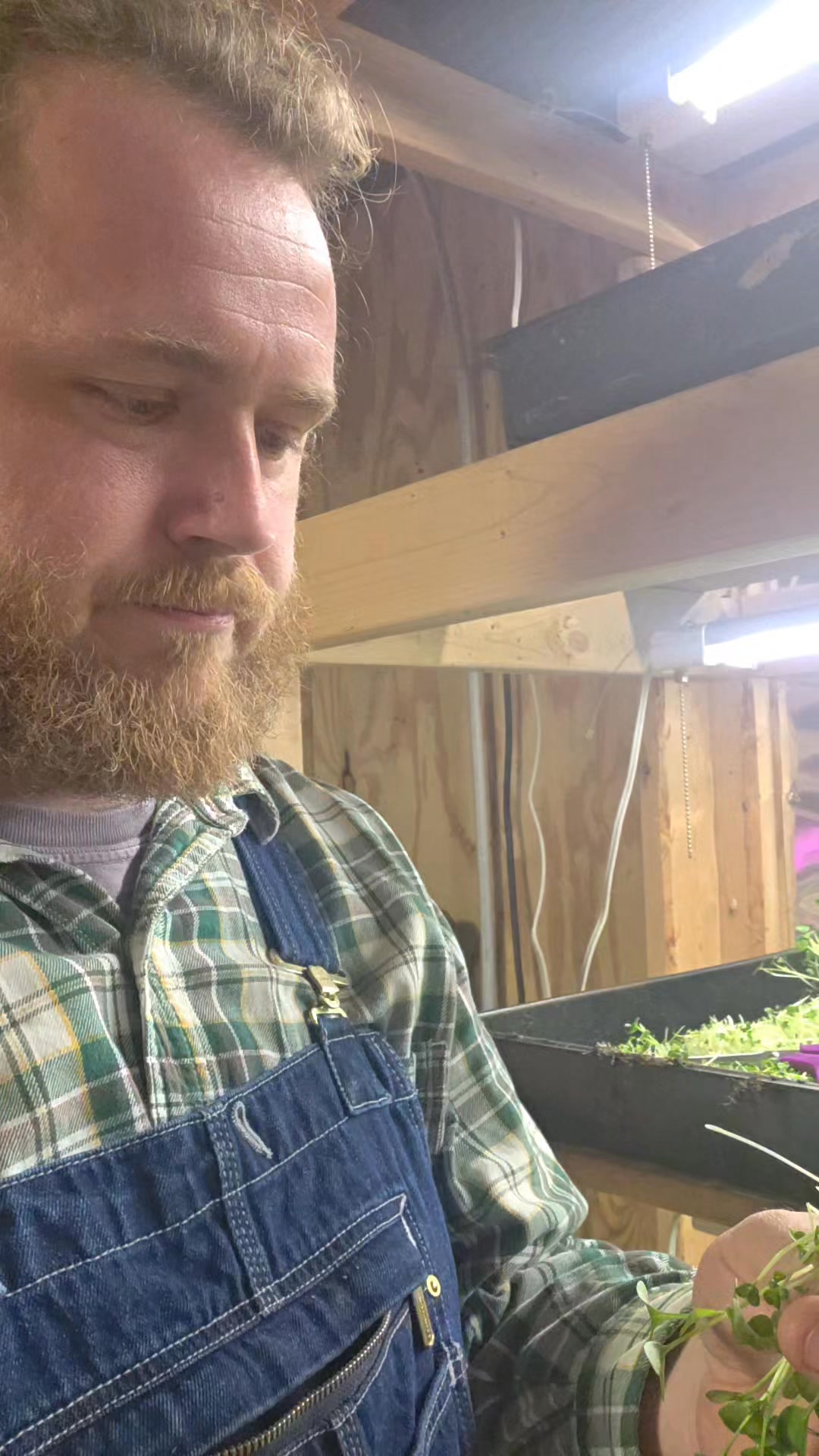 Like most of our produce, microgreens are harvested to order as fresh as possible. The morning of deliveries is as fresh as it gets! These nutrient dense morsels are hitting the road today and going out to homes all over town.
Arugula, radish, kale, and broccoli all rolled into one tasty product. Packed full of up to 40% more vitamins and minerals than their mature counterparts, microgreens are a must have especially during the winter months. Try some on your next order!
Shout out to Two Dogs Coffee Shop for keeping us farmers fueled! These farmers run on local brew! Get some for yourself!
Simply Growing Food