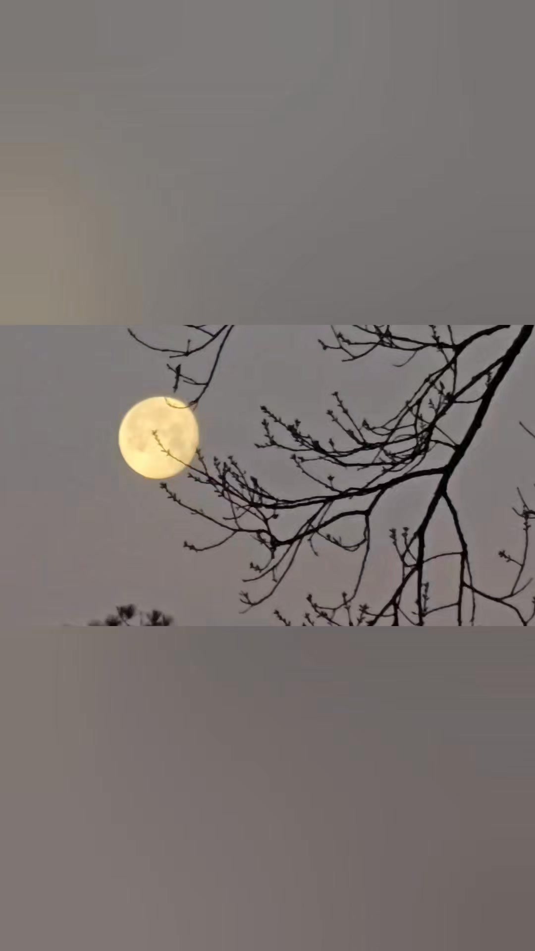 Taking nothing for granted today.
The moon lingering in a mauve sky while the birds sing the morning awake. šš¦š¶
Sometimes the quiet moments are the most beautiful.
#selenophile #mauvesky #morninggratitude #libramoon