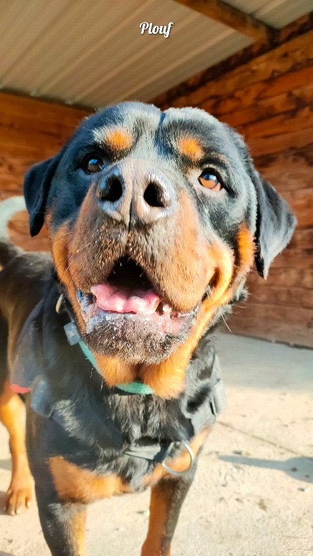 Ce petit réel pour vous partager une infime partie des toutous que j'ai pu accompagner et/ou que j'accompagne encore depuis le mois de janvier 🤍
Il manque pas mal de toutous mais ceux qui me connaissent, savent à quel point j'oublie tout le temps de prendre les boules de poils en photo 😅
Merci infiniment à tous les humains qui me font confiance pour les accompagner dans leur quotidien plus ou moins facile avec leur compagnon à 4 pattes !! Je suis ravie et reconnaissante d'avoir des familles aussi investies et impliquées dans tout ce que je leur propose, vous êtes au top !!! 💪🏻
#educateurcomportementalistecanin #educationcaninepositive #educationcaninebienveillante #educationcanine #eduquersonchien #dog #doglover #dogsofinstagram #spa #adopter #chienheureux #chiot #cute #cutedog #educateurcanin #comportemtalistecanin #positivevibes #rottweilersofinstagram #staf #staffy #malinois #shiba #bergeraustralien #bordercollie