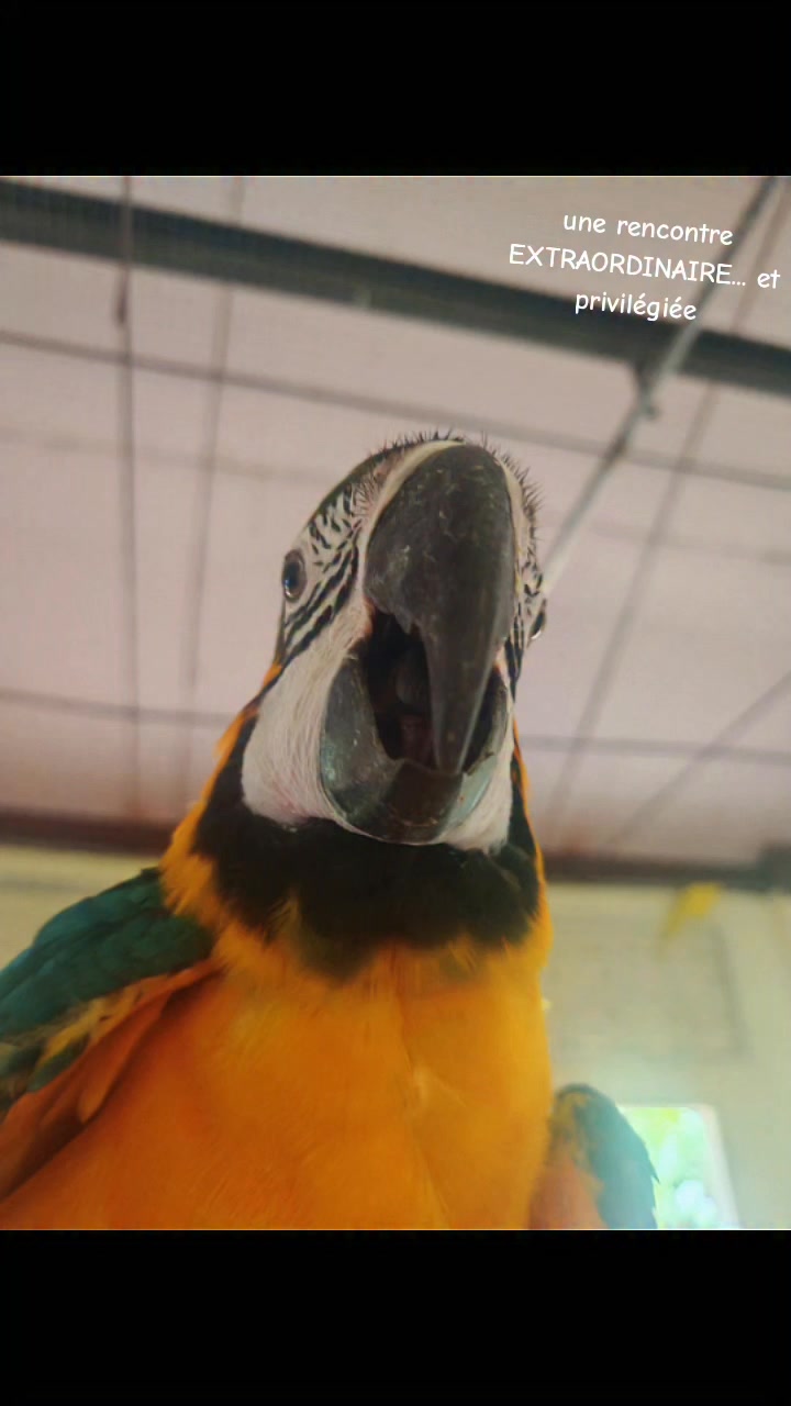 ❤️🦜🦜🦜🦜🦜 Magique 🦜🦜