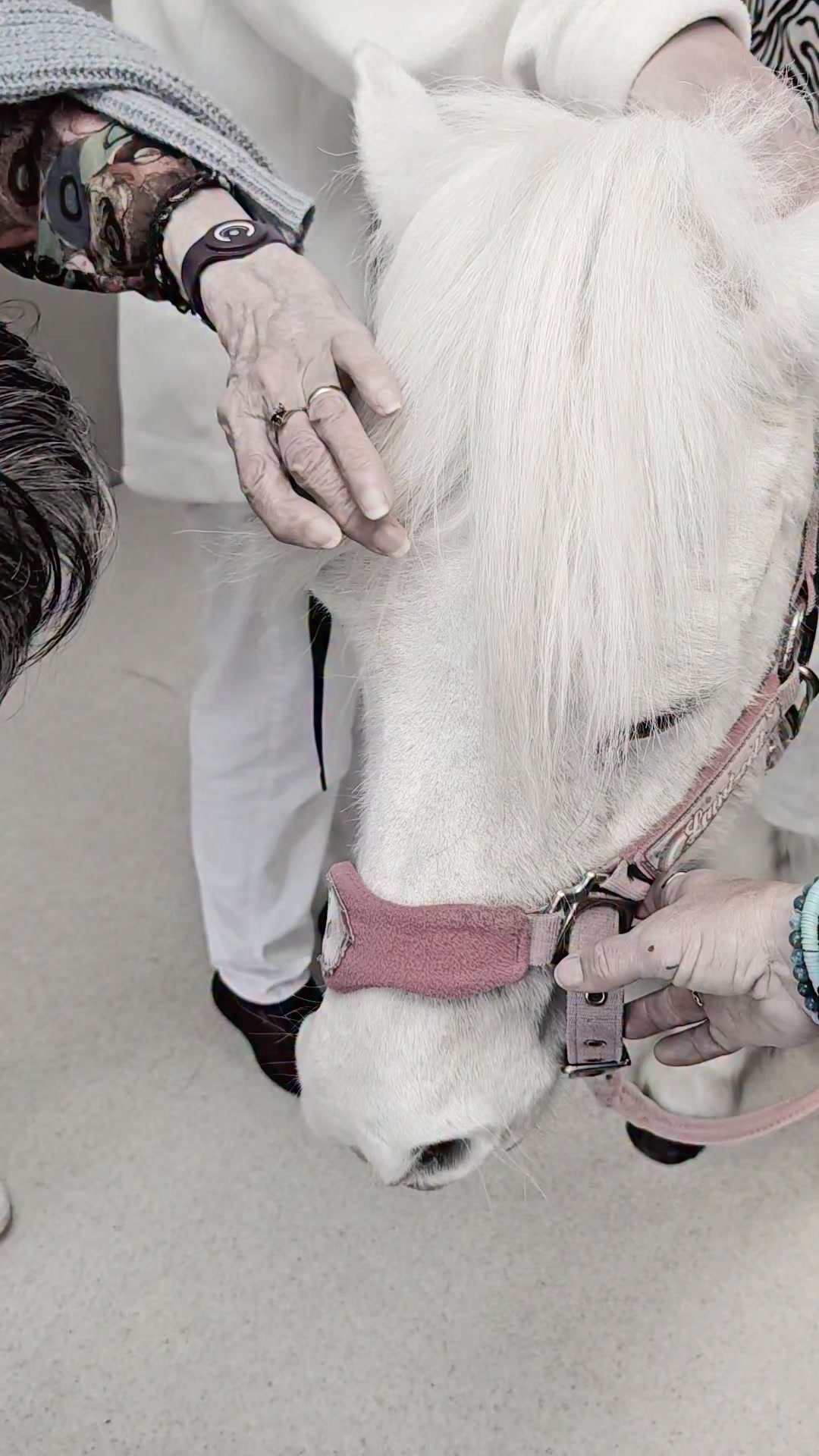 Des mains fragiles qui caressent..
Des coeurs qui battent la chamade en le voyant..
Des larmes qui coulent d'émotion..
Quand il arrive, il est attendu... parfois .. il ne l'est pas et c'est alors la surprise.. une fabuleuse et extraordinaire surprise...
il sait les faire parler...
il sait les faire sourire...
il a un pouvoir que les humains n'ont pas.
MERCI TRESOR... tu es un fabuleux poney
LES CRINS DE DERCE poney club