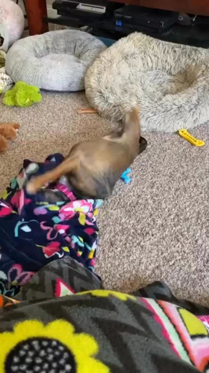 Temper Tantrum from way back. Things haven't change much with Betty.
@4dingledoga