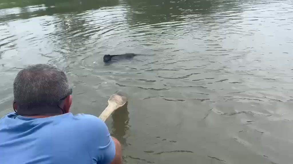 🐒 When the river wins… but so does humanity. ❤️
This little howler monkey got stranded and needed a hand — and just like that, a group of kind souls stepped in to bring him safely home. 🛶
Moments like this remind me why I wake up every day grateful to live in this beautiful country. Costa Rica is not just about breathtaking landscapes and incredible wildlife — it's about the people who truly care for it all. 🌿
If this made your heart smile, share it with someone who needs a little Pura Vida today. 🇨🇷✨
#CostaRica #PuraVida #HowlerMonkey #Wildlife #CostaRicaWildlife #MonoAullador #NatureLovers #Rescue