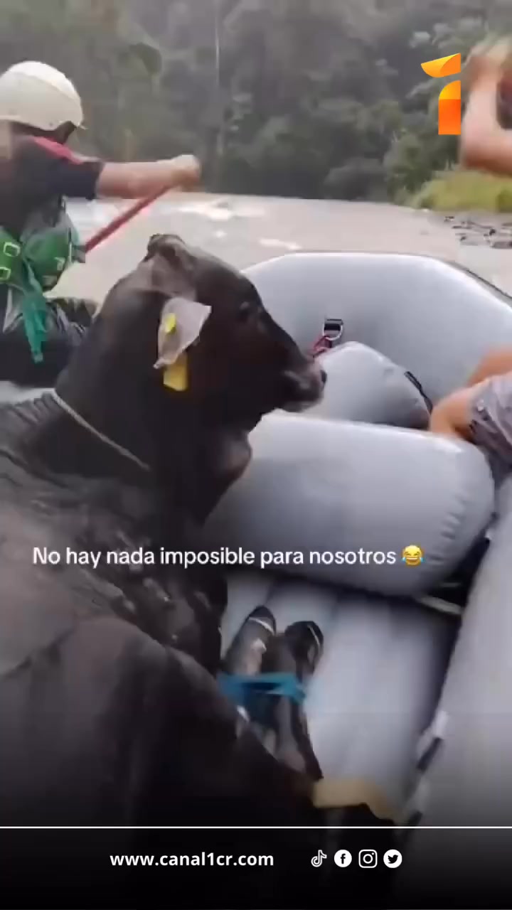 🐄🛶 Only in Costa Rica!
When this cow got stranded in the river, a group of local ranchers didn't think twice — they called in a rafting team to save her!
What started as a rescue mission turned into the most unexpected rafting adventure we've ever seen. 😂
This is exactly why I love this country. The people here will go above and beyond for any living creature — no matter how big or how moody. 👏❤️
Have you ever seen anything like this in Coco? Drop your craziest local story in the comments! 👇
Pura Vida! 🇨🇷