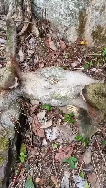 🦥🦥 Nobody told me sloths could throw hands!!
I always thought these guys were the most chill creatures on the planet… until today! 😂
Even when they fight, they do it in SLOW MOTION — only in Costa Rica! 🇨🇷❤️
Tag someone who fights like a sloth! 👇
#CostaRica #PuraVida #Sloth #SlothFight #OnlyInCostaRica #Wildlife #CostaRicaWildlife #NatureLovers