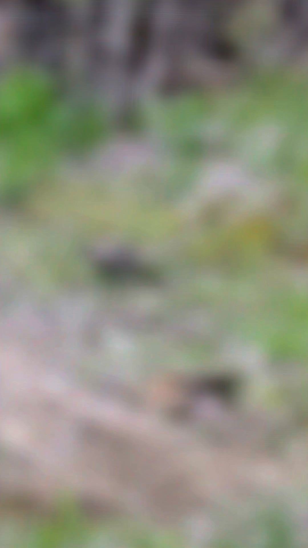 I’m happy to report that my funny little buddy is still providing me some comedic relief! 🤣 #maine #wildlife #bird #shadow