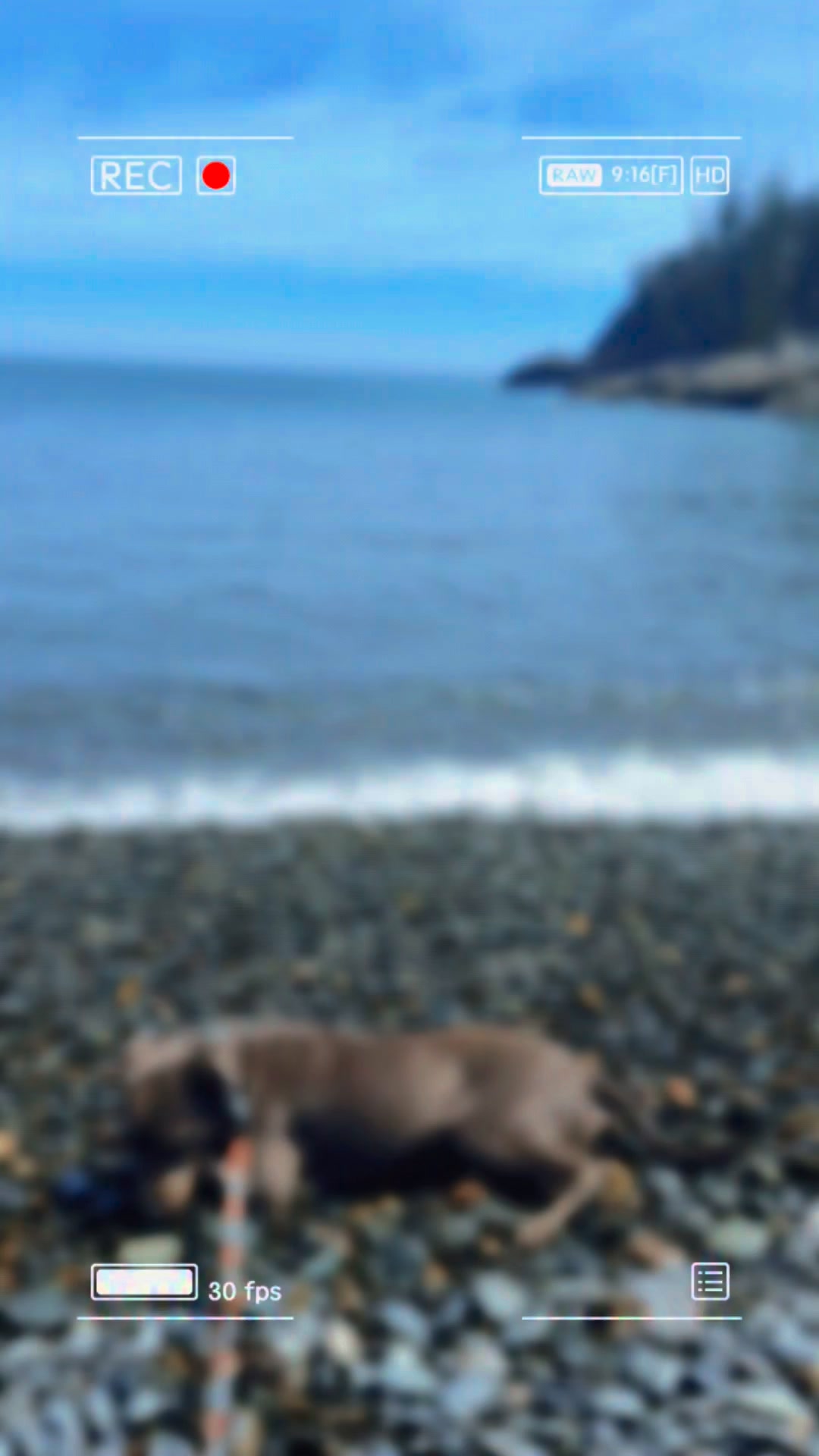 Little girl from Texas. She was thrown away with her mom and 7 other siblings. She’s been in Maine a little over two months with me now and I will give her everything that she deserves because no one, human or creature deserves to be thrown away. It is truly remarkable how much love she has to give after such a rough start #rescuedog #maine #texas #newlife