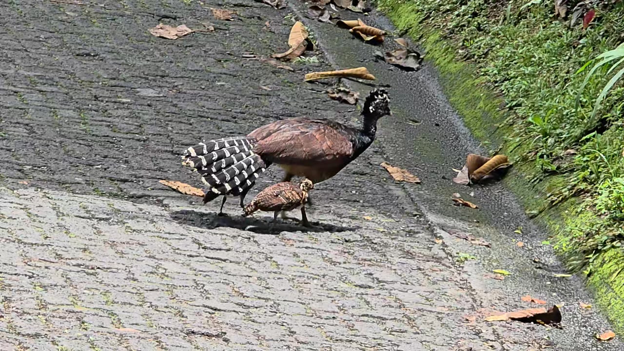 🐦 A mother's love knows no species! ❤️
Watch this incredible Great Curassow mama spreading her tail feathers wide open to shield and protect her precious babies as they walk together through the rainforest. 🌿✨
This is one of those rare and magical moments that reminds me why I fell in love with Costa Rica's wildlife. The Great Curassow is already one of the most majestic birds in the rainforest, but watching her in full mama mode? Absolutely breathtaking. 🇨🇷❤️
Happy Mother's Day to every mama out there, human or otherwise! 😄
#CostaRica #PuraVida #GreatCurassow #Wildlife #CostaRicaWildlife #NatureLovers #Rainforest #BirdWatching #MothersDay #NatureMagic