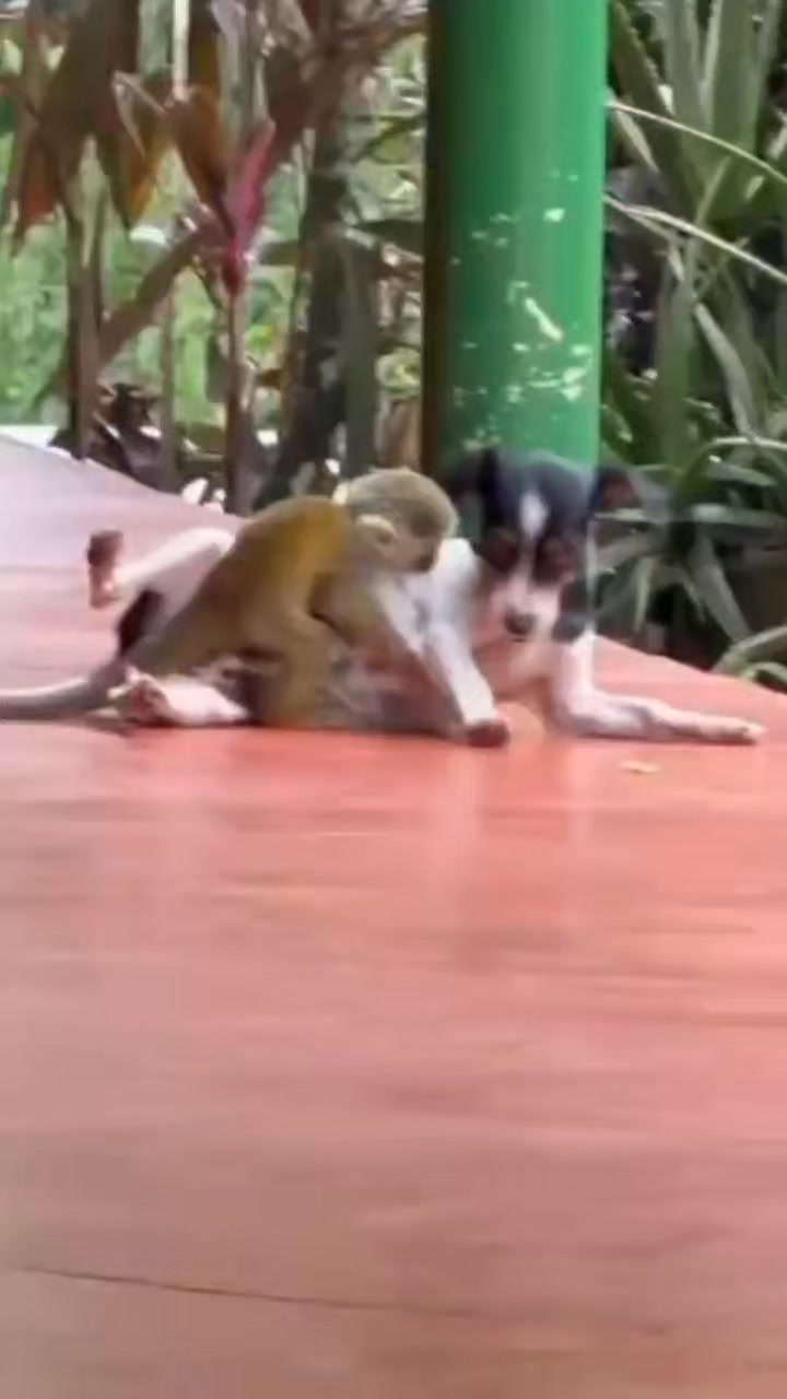 🐒🐕 Nobody told me monkeys could ride dogs!!! 😂❤️
Only in Costa Rica do you find friendships like this one! This little Squirrel Monkey decided this dog was his personal ride and honestly who could blame him?! 😄
This is the Pura Vida lifestyle right here — where even the wildlife knows how to have a good time! 🇨🇷✨
Share this with someone who needs a smile today! 👇😂
#CostaRica #PuraVida #SquirrelMonkey #MonkeyRidingDog #OnlyInCostaRica #CostaRicaWildlife #NatureLovers #Viral #CuteAnimals