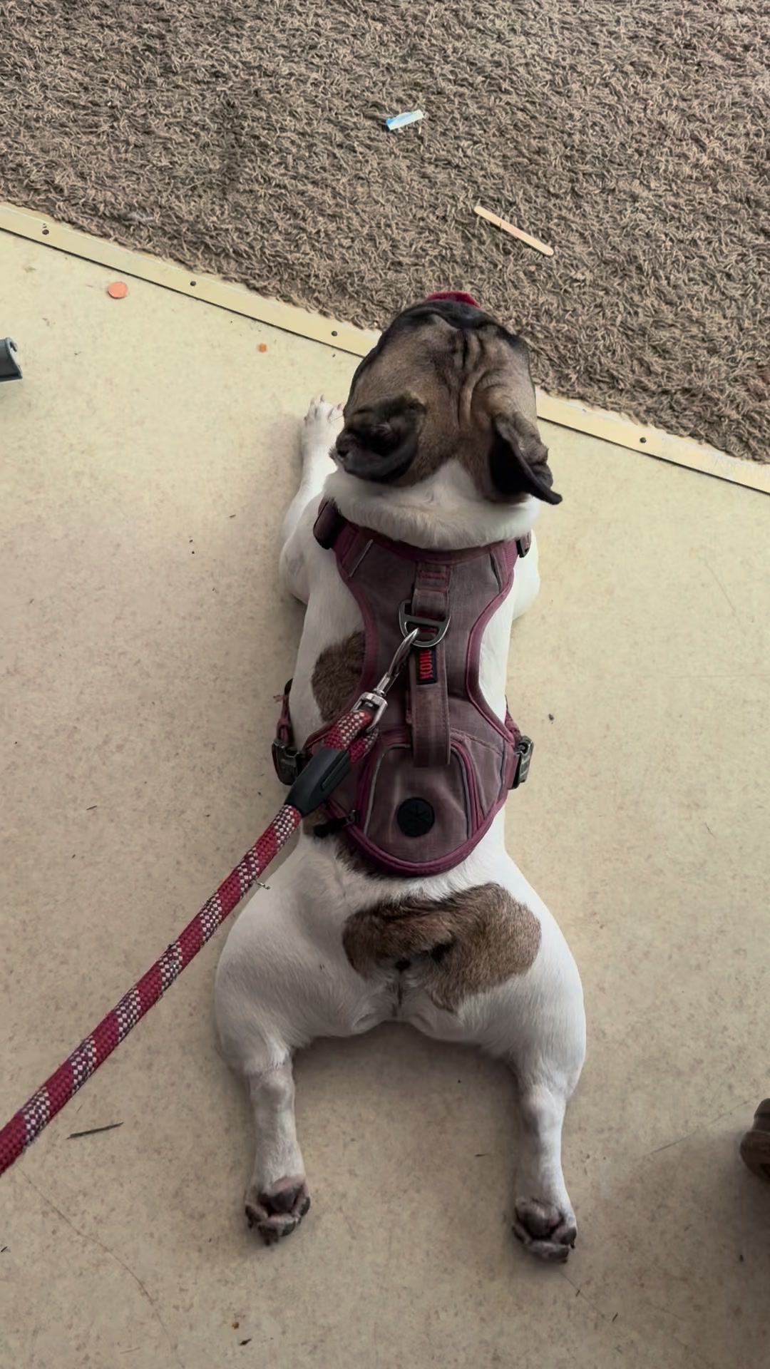 Me and my poochie aren't tolerating the heat very well.
