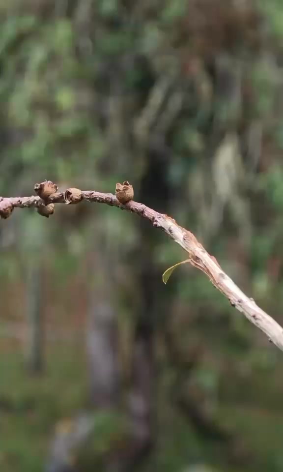 Did you know THIS is how a Hummingbird scratches itself?
Watch closely, that tiny little leg comes all the way over the wing to reach the back of its neck!
Hummingbirds are one of nature's most extraordinary creatures. Their wings beat up to 80 times per second, they can fly backwards, and their legs are so small and delicate that they are almost never seen using them, except for moments like this one!
I have been a naturalist guide in Costa Rica for 14 years and I never get tired of discovering these incredible little details that most people never get to see.
Save this video, I guarantee you've never seen a hummingbird do this before! 👇
#CostaRica #PuraVida #Hummingbird #Colibri #NatureFacts #DidYouKnow #CostaRicaWildlife #NatureLovers #BirdWatching #NaturalistGuide