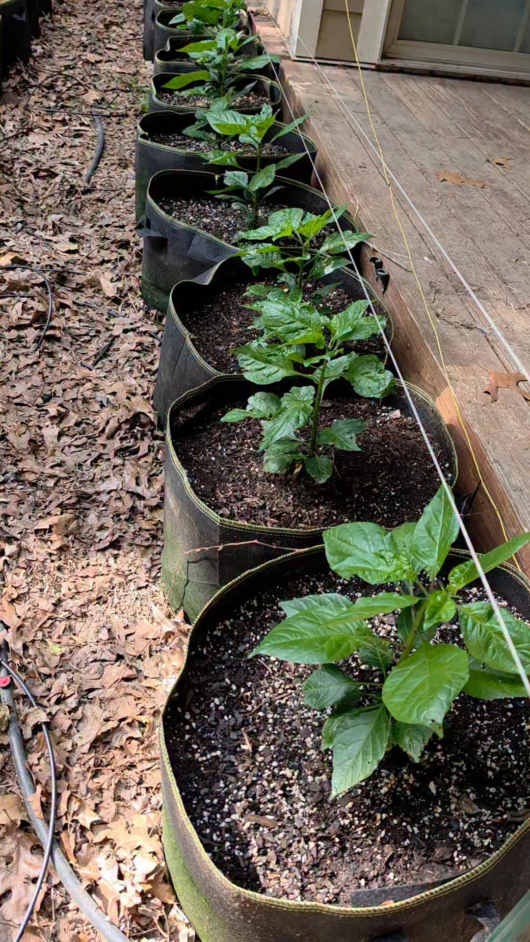 Fiery Redd Superhot Pepper Garden 2026 Week 13 Update #garden #plants #gardening #plantsmakepeoplehappy #plantsofinstagram