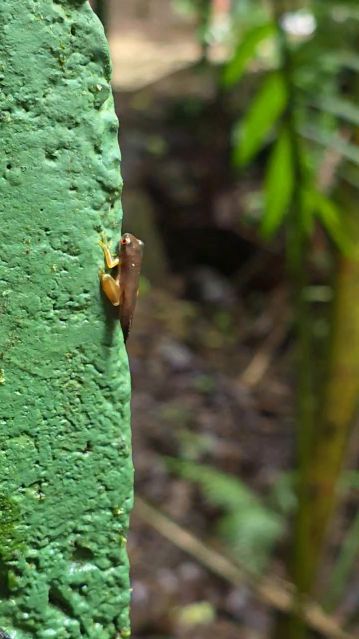 Most people recognize Costa Rica’s iconic Red-eyed Tree Frog (Agalychnis callidryas) by its bright green body — but catch one in its juvenile phase and you’ll see something totally different!
This little beauty still has its golden-orange coloring before fully developing into the iconic green adult we all know and love. Those stunning red eyes and bright yellow toe pads are already showing though!
I filmed this incredible moment myself right here in Costa Rica 🇨🇷 — moments like this are exactly why I love what I do every single day!
Save this post, most people never get to see a juvenile Red-eyed Tree Frog in the wild!
#CostaRica #PuraVida #RedEyedTreeFrog #Agalychnis #TreeFrog #WildlifePhotography #CostaRicaWildlife #NatureLovers #Rainforest #RareWildlife #DidYouKnow