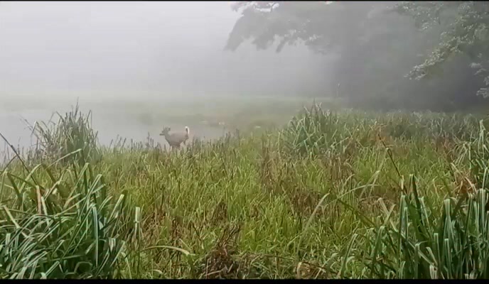 Could not believe this moment!
A White-tailed Deer leaping freely through the water, and most people don’t even know Costa Rica has them!
After 14 years exploring this incredible country moments like this still give me goosebumps. Costa Rica never stops surprising me!
Have you ever spotted a deer in the wild here in Costa Rica? 👇
#CostaRica #PuraVida #WhiteTailedDeer #VenadoColaBlanca #Wildlife #CostaRicaWildlife #NatureLovers #Guanacaste #HiddenGems #DidYouKnow